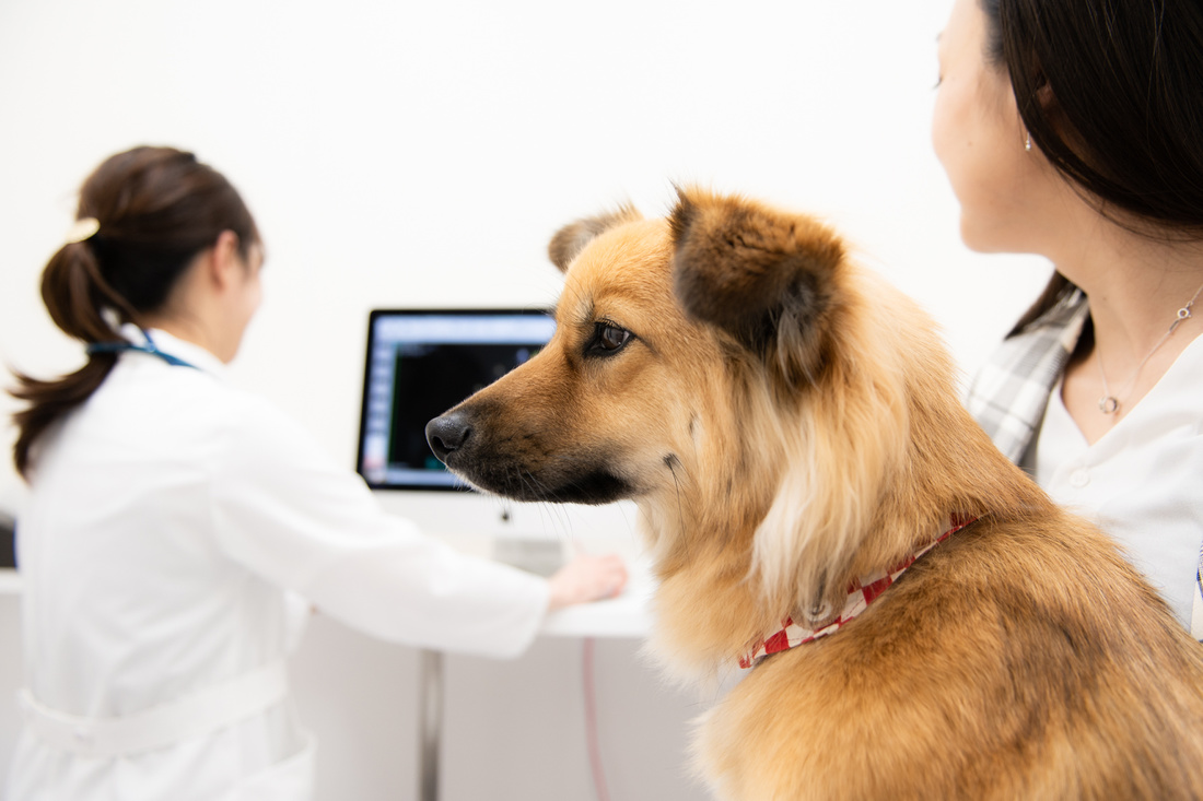 心臓超音波検査